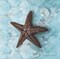 Starfish Fossil Poster Print by Arnie Fisk - Item # VARPDX011FIS1243A